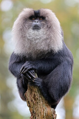 Lion-tailed macaque (Macaca silenus) sitting on tree