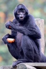 Ateles fusciceps rufiventris eating fruit