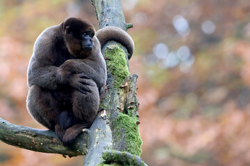 Lagothrix lagotricha close up sitting on the tree