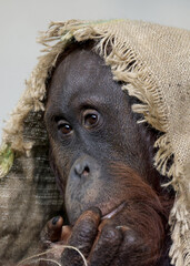 portrait of the Pongo pygmaeus close up
