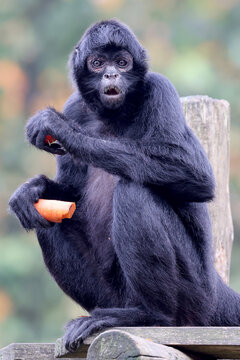Ateles fusciceps rufiventris eating fruit