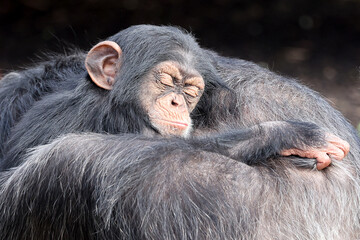 chimpanzee (Pan troglodytes) portrait