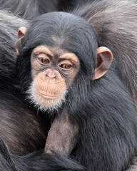 chimpanzee (Pan troglodytes) portrait