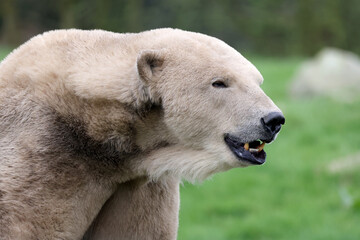close view of a polar bear on blurred background