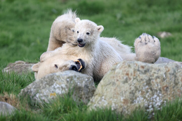 close view of a polar bear on blurred background