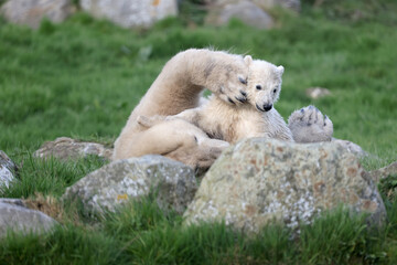 close view of a polar bear on blurred background