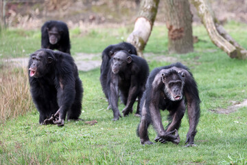 chimpanzee (Pan troglodytes) portrait
