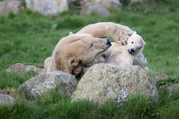 close view of a polar bear on blurred background