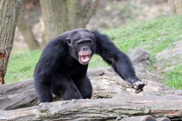 chimpanzee (Pan troglodytes) portrait