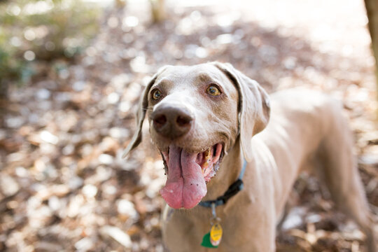 Photos of a Weimaraner