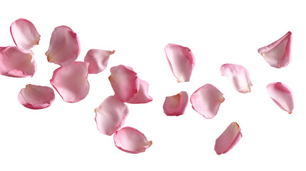 Falling Pink Rose Petals Isolated on White Background. Flaying Romantic Floral Elements for Wedding, Valentine, Birthday. Beauty, Spring Design, Love concept, Decoration. Elegant Botanical Overlay.