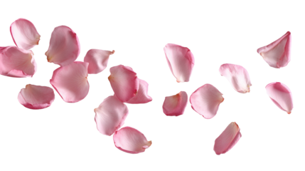 Falling Pink Rose Petals Isolated on White Background. Flaying Romantic Floral Elements for Wedding, Valentine, Birthday. Beauty, Spring Design, Love concept, Decoration. Elegant Botanical Overlay.