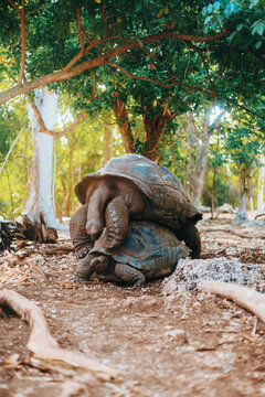 Aldabra Tortoises Mating