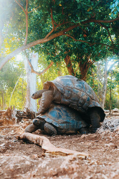 Giant Tortoises Mating