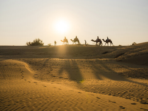Group of camels going through the desert at sunset 