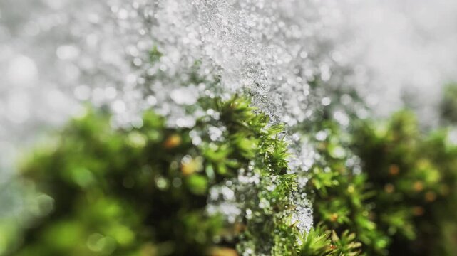 Close-up of melting snow on moss-covered tree trunk in forest, macro timelapse nature renewal, climate change from winter to spring thaw, seasonal transition, green moss and ice melting in woodland