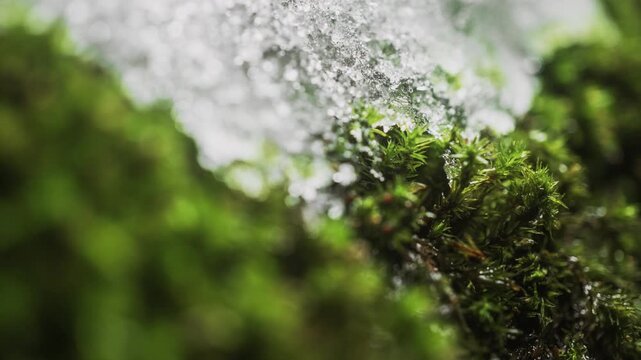 Close-up of melting snow on moss-covered tree trunk in forest, macro timelapse nature renewal, climate change from winter to spring thaw, seasonal transition, green moss and ice melting in woodland