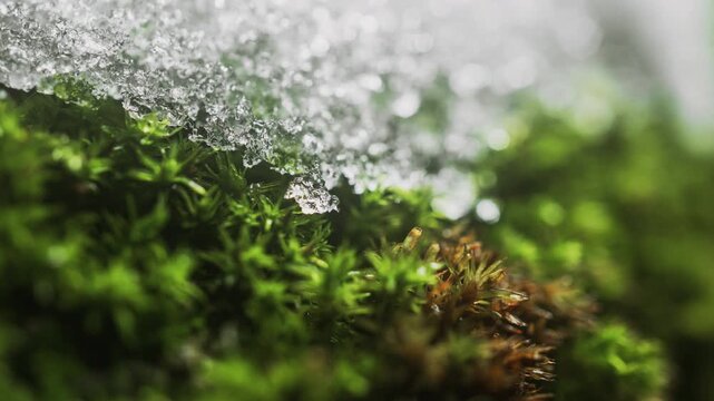Close-up of melting snow on moss-covered tree trunk in forest, macro timelapse nature renewal, climate change from winter to spring thaw, seasonal transition, green moss and ice melting in woodland