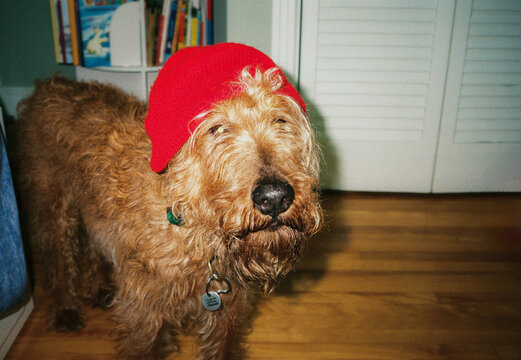 Funny Irish Terrier in red hat, shot on film 