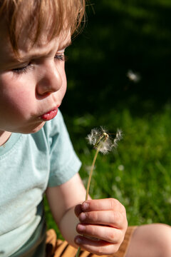 Young boy blows dandelion fluff
