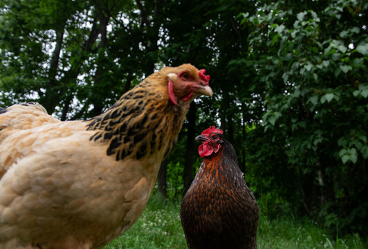 Two Free Range Domestic Hens in Backyard
