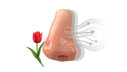 Human Nose Smelling a Tulip with Airflow