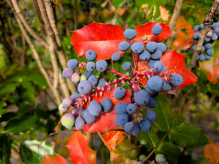 Mahonia Blue-Purple Berries Contrasting with Vibrant Red and Green Spiny Foliage