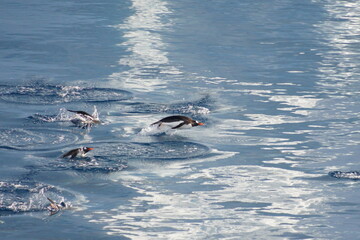 Swimming Gentoo Penguins in Antarctica