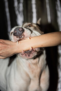 Playful Dog Bites Owner&rsquo;s Hand in Lighthearted Moment