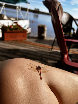 Dragonfly Resting on a Person&rsquo;s Knee by the Water
