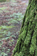 Green mosses grow on the rotten wood in forest.