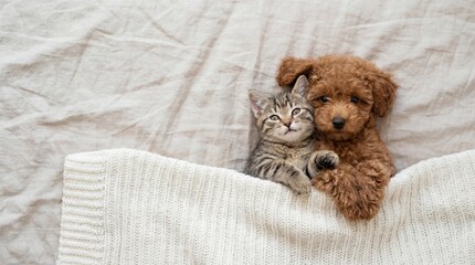Cute Poodle Puppy and Tabby Kitten Lying Together Under Blanket Top View