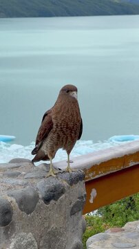 Close-up of a Chimango Caracara bird perched on a wooden railing with Perito Moreno Glacier in the background. Patagonia wildlife, travel and eco-tourism concept. Slow Motion. 