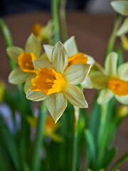 Obraz premium Close up of yellow daffodil flowers blooming in a spring bouquet.
