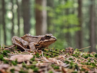 Fototapeta premium Common brown frog sitting on green moss and pine needles in a forest.