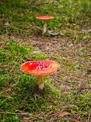 Red fly agaric mushroom with white spots growing in a green mossy forest.