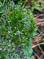 Vertical macro photography of tiny cup-shaped lichens and soft green moss on a damp forest log.