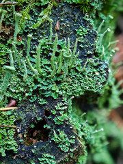 High angle macro view of dense green lichen and moss colonies on a dark damp forest stump surface.