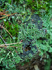 Macro shot of bright green star moss and cup lichen growing on a dark decaying branch in a forest.