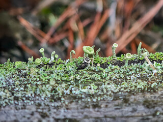 Close-up of a horizontal line of green cup lichens and moss growing on the edge of a weathered wooden beam.