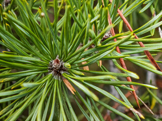 Top down macro view of a young pine tree bud surrounded by vibrant green needles in a coniferous forest.