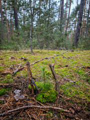Young coniferous tree growing in a pine forest surrounded by moss and dry needles on a cloudy day.