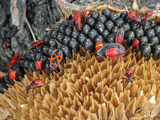 Group of red firebugs crawling on a dry sunflower head filled with black seeds in a garden.