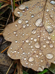 Brown oak leaf covered in small raindrops lying on the wet ground.