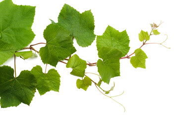 Green fresh grape leaf. Green vine with leaves on a white background. Grape leaves vine branch with tendrils