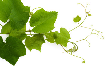 Green fresh grape leaf. Green vine with leaves on a white background. Grape leaves vine branch with tendrils