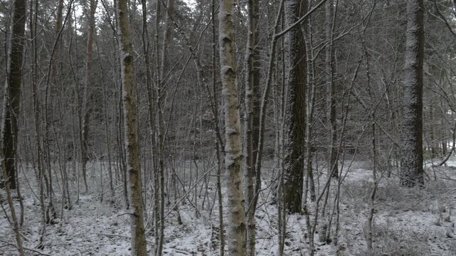 A panoramic view of a dense winter forest with many thin trees and a ground lightly covered in fresh white snow, creating a serene and quiet atmosphere.