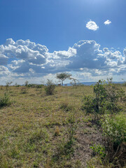 Wild impala standing in the dry grass of the savanna in Akagera National Park, Rwanda.