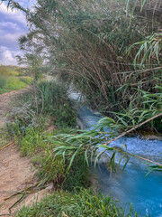 Turquoise thermal water stream flowing through lush green reeds and tall grass in a natural park.
