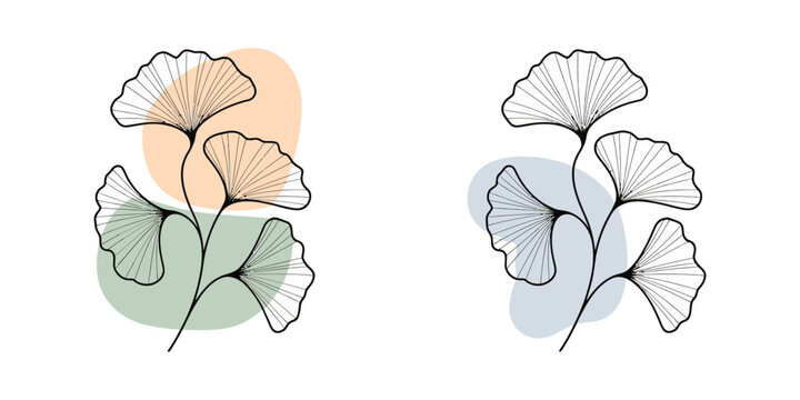 A minimalist illustration of ginkgo biloba leaves in a simple line art style with pastel colors